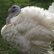 Illustration for article titled Pardoning Is Just a Ruse, the Turkeys Are Actually Doomed